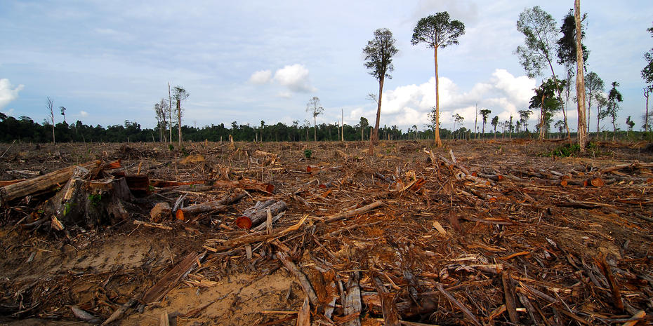 Malaysia-avskogning_fullchild